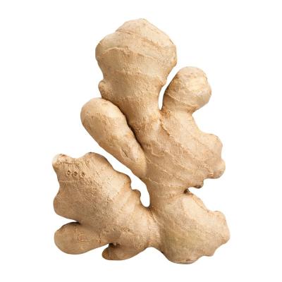 China Best Spice Ginger Fresh Origin China Export Standard Organic Ginger Wholesale New Crop Conventional Ginger Fresh for sale