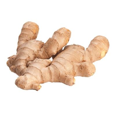 China High Quality Ginger Wholesale Export for Sale Fresh New Crop Chinese Brand Cheap Prices from Shan Dong farm for sale