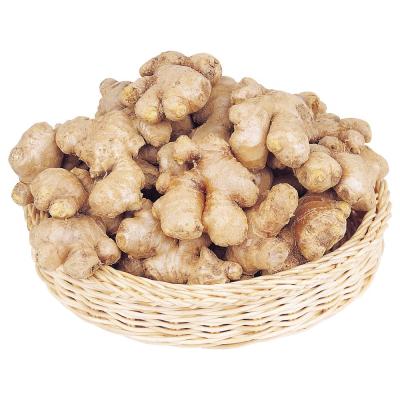 China Fresh Ginger High Quality Cheap Price elephant ginger Dry Ginger Supplier for sale