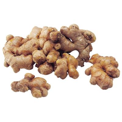 China High Quality Wholesale Yellow Fresh Ginger Cheap Price New Crop Dry Ginger Ready to Export for sale