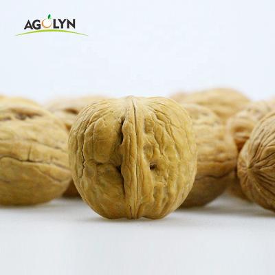 China 2021 Cultivation Xinjiang 185 Walnut Hand Peel Nutritious Corn for sale