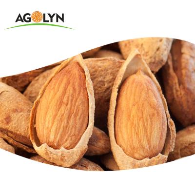 China AGOLYN Dried Premium Healthy Snacks Roasted Salted Almond Kernels Nuts for sale