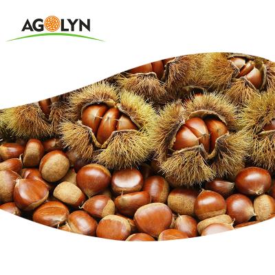 China AGOLYN Fresh Wholesale Chestnut Raw Sweet Fresh Chestnut Core for sale