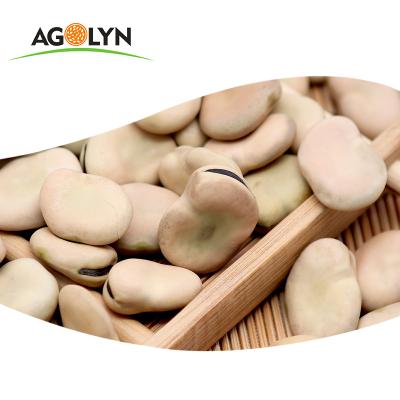 China Qinghai Dry High Quality Origin Dried Shell For Canned Favorite Broad Beans for sale