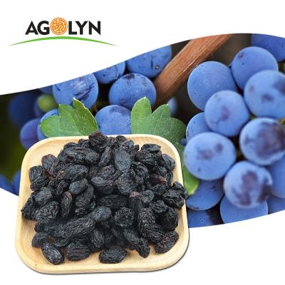 China XINJIANG dry sweet taste dried seedless black purple raisin for sale