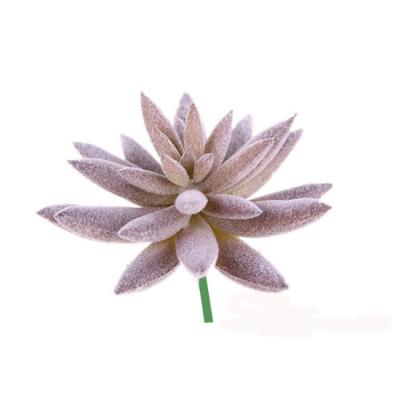 China Artificial Succulents Plants Eco - Friendly Eco - Friendly Plastic Material for sale