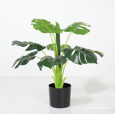 China Eco-friendly Factory Directly Sell Indoor Artificial Turtle Plastic Sheet Plants for sale