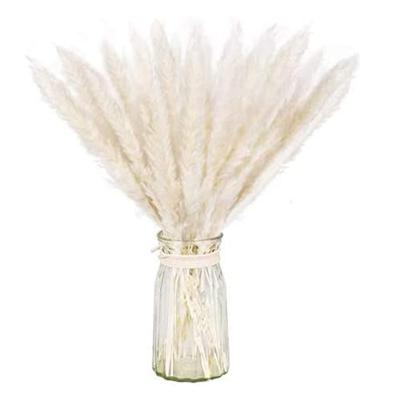 China Wholesale popular natural dry real pampas grass natural to wedding decor for sale