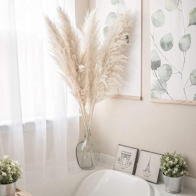 China Fluffy pampas grass in large natural multiple sizes to match decor for sale