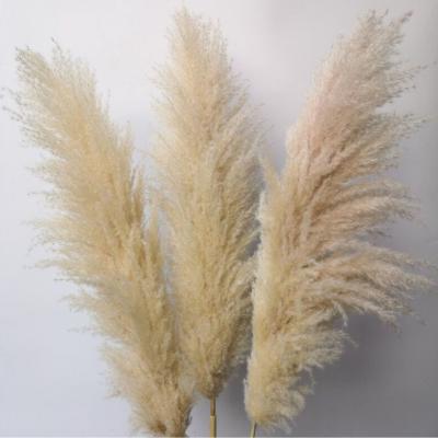 China Wholesale Natural Dry Decorative Pink Fluffy Pampas Grass Wall Home Decor Room Decor Large Large Pampas Grass for sale