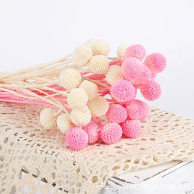 China Flower stem natural native dry billy button for wedding decoration for sale