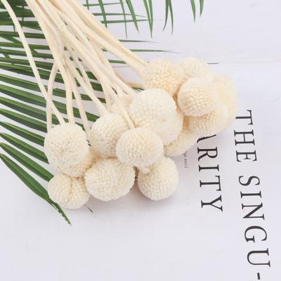 China Natural Preserved Golden Ball Flowers Dried Billy Buds For Dried Flower Bouquet Home Decoration for sale