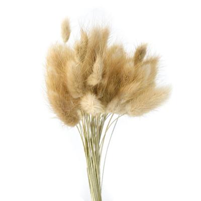 China Natural Color Stems Natural Dry Fluffy Long Bunny Tails Decorative Flowers For Photo Props for sale