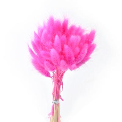 China Natural customized multicolor lagurus ovatus rabbit tail dried flower for home decoration for sale