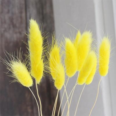 China Party Hot Selling Trendy Pampas Grass Rabbit Tail Dried Flower For Modern Decoration for sale