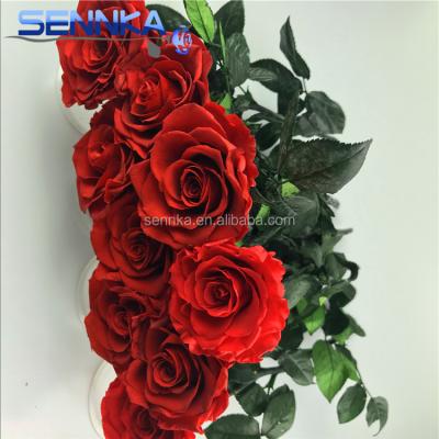 China Environmental Friendly Premium Preserved Natural Real Stem Flower Single Rose For Home Decoration for sale