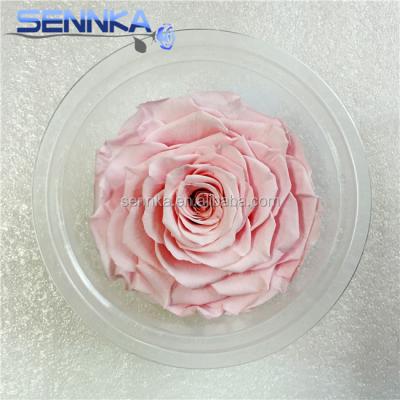 China The First Green Environmental Protection Supplier China Wholesale Preserved Fresh Flower Rose for sale