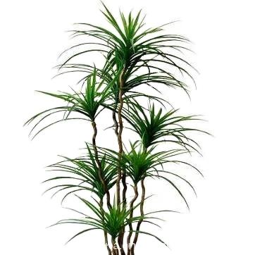 China Environmental Plants 160cm Artificial Plastic Yucca Tree In UV Resistance For Outdoor for sale