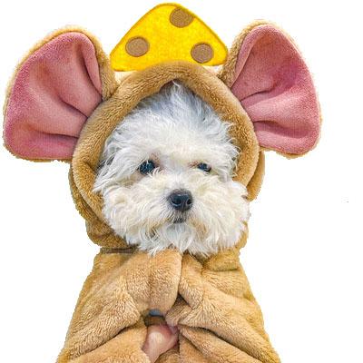 China Fashion pet clothes autumn and winter clothes dog pets turned cheese mouse suppliers pet clothes for sale