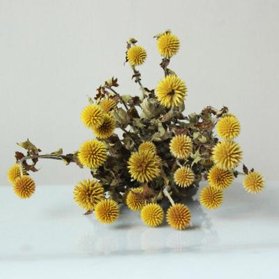 China Touch Natural Hot Selling Blue Planet Dried Flowers Dried Bouquet Dried Fruit Home Decoration by Forest Department Nordic Style Natural for sale