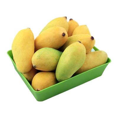 China Fresh Fresh Mango Fruit Ready To Export Pakistan Organic Sandhi Mangoes From Our Own Mango Farms for sale