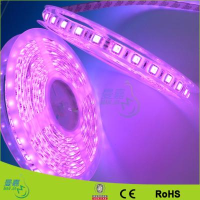 China Yellow / Red / Green Waterproof Led Rope Lights 120leds/M Led Strips for sale