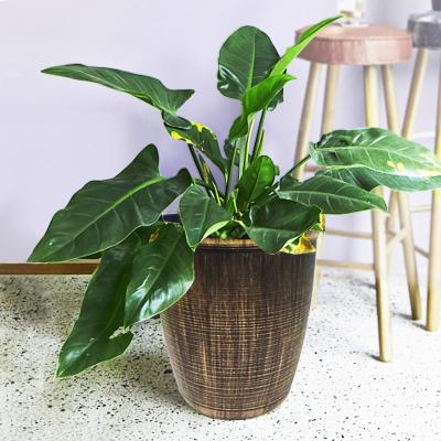 China Modern Hot Selling Amazon Gardening Tools Flower Pots Plastic Outdoor Garden Succulent Planter Pot for sale