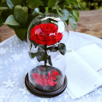 China 2016 Fresh Rose Yiwu Aimee Wholesale Current Preserved Eternal Rose Valentine's Day Preserved Flower (AM-PF011) for sale