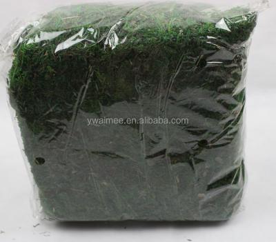 China Natural Moss for 2016 Wholesale Artificial Peat Moss Yiwu Aimee Preserved Peat Moss (AM-M01) for sale