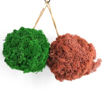 China Moss Preserved Green Moss Ball For Home Decoration Natural Style Indoor Festival Suppliers Preserved Moss for sale