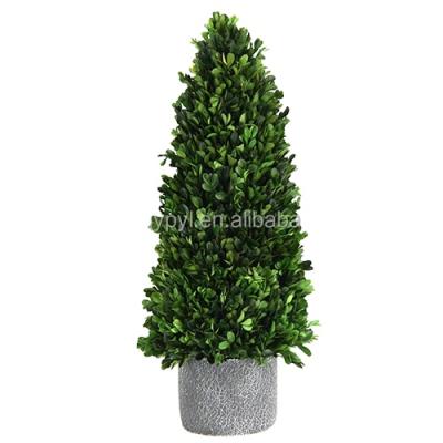 China Eco - Friendly Preserved Boxwood Christmas Tree Actual Fresh Clean Christmas New Product for sale