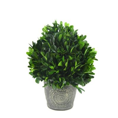 China Topiary potting decoration handmade ornaments for home and office natural decorative miniascape preserved boxwood for sale