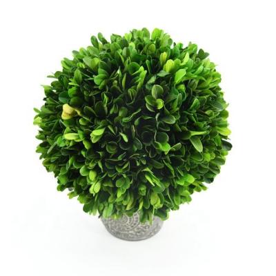 China Handmade Green Natural Preserved Topiary Boxwood Balls in Pot for Decoration High Quality Preserved Boxwood for sale