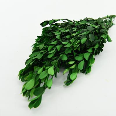 China Eco-Friendly Greenery Bonsai Decoration Garden Natural Green Leaves Wreaths Preserved Lobular Boxwood for sale