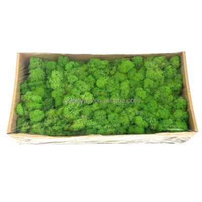 China Wholesale New Christmas Soft Colorful Festival Home Products Natural Golden Feel Decor Supplier Decorative Preserved Touch Moss for sale