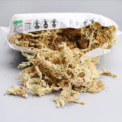 China Dried Moss Dry Medium Sphagnum Moss Natural Organic Sphagnum Water Cultivation for Potted Flowers and Natural Succulent for sale