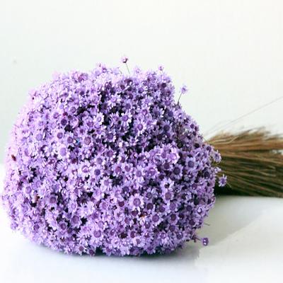 China Hot Selling Dried Flowers Brazil Star Beautiful Natural Flower Natural Preserved Dried Flowers For DIY Props for sale