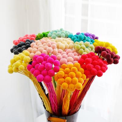 China 100% natural multicolor billy buds for wedding party decoration for sale