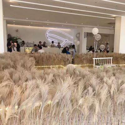 China Beautiful Decoration Flowers Pampas Hossu Natural Dry Grass etc. for sale