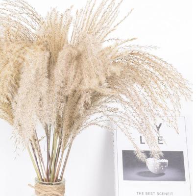 China etc Natural Dry Grass Hossu Plant Flowers Decorative Flowers Directly For Flower Arrangement for sale