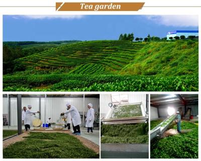 China Loose Tea China Chunmee Tea 4011AAA for sale