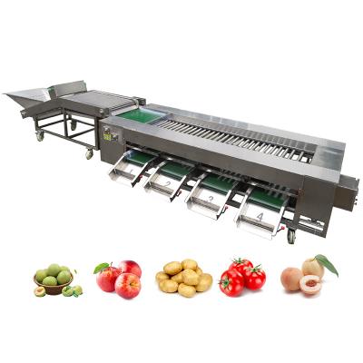 China SUS304 Citrus Roller Sorting Machine For Fruits And Vegetables Processing Line for sale