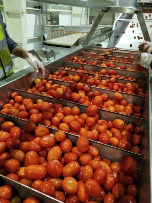 China 220v / De aangepaste van het de Lijnfruit van de Tomatenverwerking Energie van de de Jamproductielijn - besparing Te koop