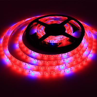 Chine DC 12V/24V SMD 2835 Serre douce rouge et bleu à deux couleurs à 120 degrés Angle de faisceau LED Grow Light Strip pour les plantes d'intérieur à vendre