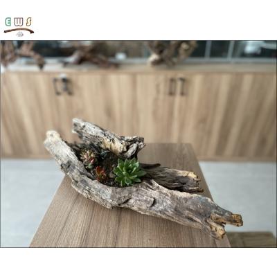 China Aquarium Viable Accessories Natural Hollow Driftwood Planter For Garden Ornament for sale