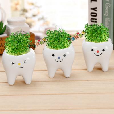 China White Ceramic Succulent Pots Tooth Flower Pot Planter Modern Home Decor Potted Minimalist Wholesale Succulents Planter for sale