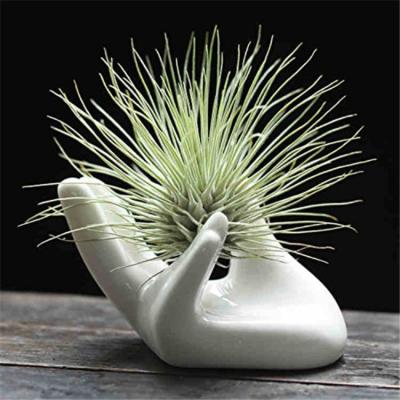 China Country Supplier Cactus Plants Succulent Holder Hand Shape Ceramic Tillandsia Holder Wholesale For Plants for sale