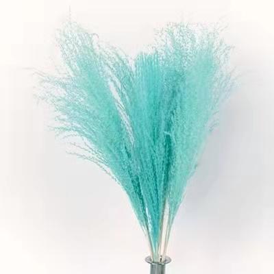 China Natural Touch Wholesale Preserved Flowers Dust Pampas Grass Small Dry Natural Flower Real Touch For Decoration for sale