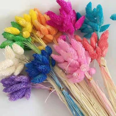 China Hot Wholesale Natural Touch Dried Flower Preserved Flowers Dry Natural Phalaris Grass Phalaris For Decoration for sale