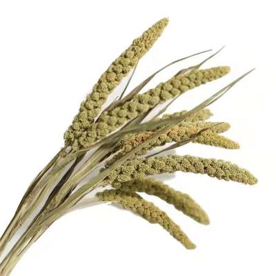 China Hot Wholesale Natural Touch Preserved Flowers Dry True Natural Touch Dried Millet Ear Wheat For Flower Decoration for sale